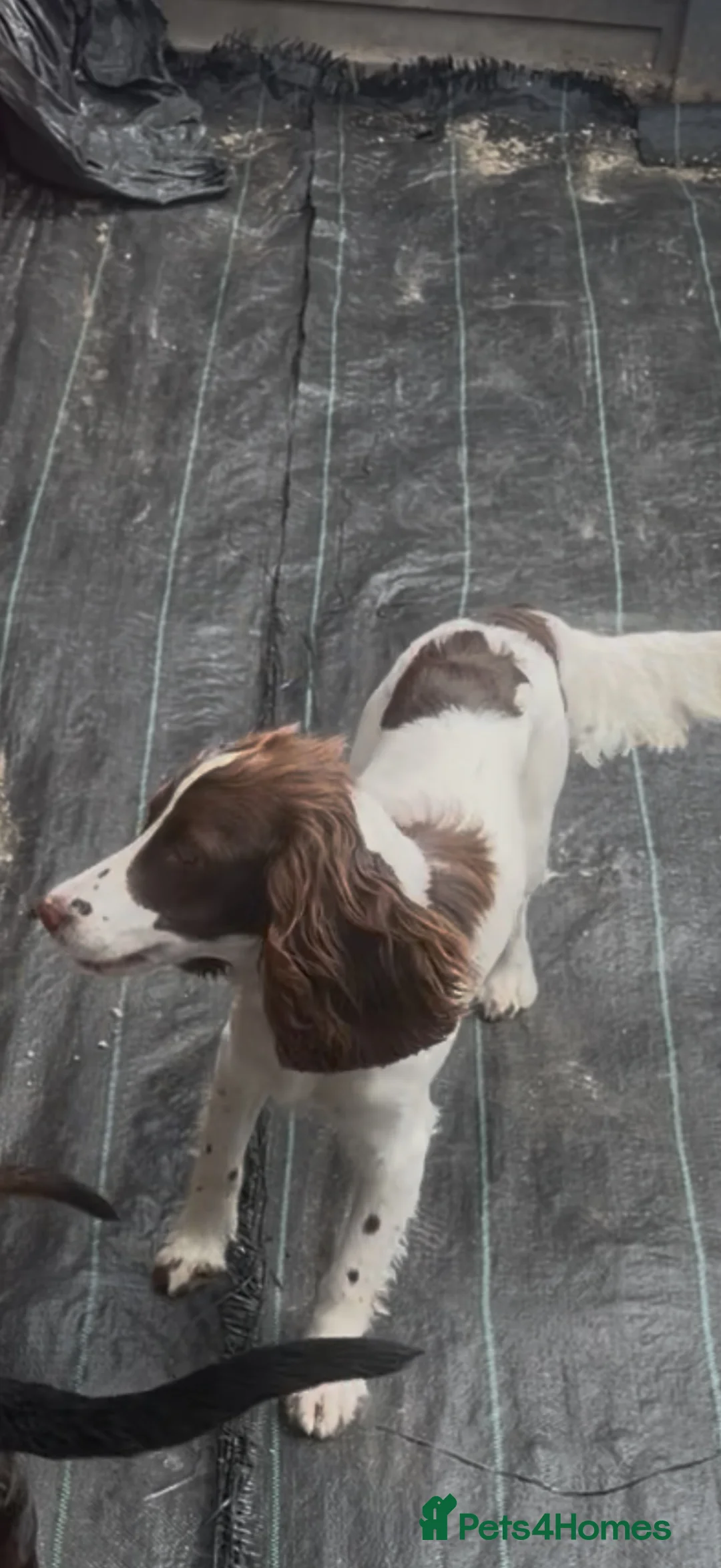 Sprocker dogs for sale:  sprocker spaniel  - Advert 2