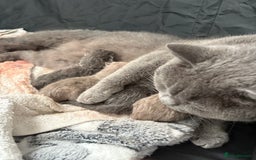 British Shorthair cats for sale: Beautiful British Shorthair Kittens  - Image 10
