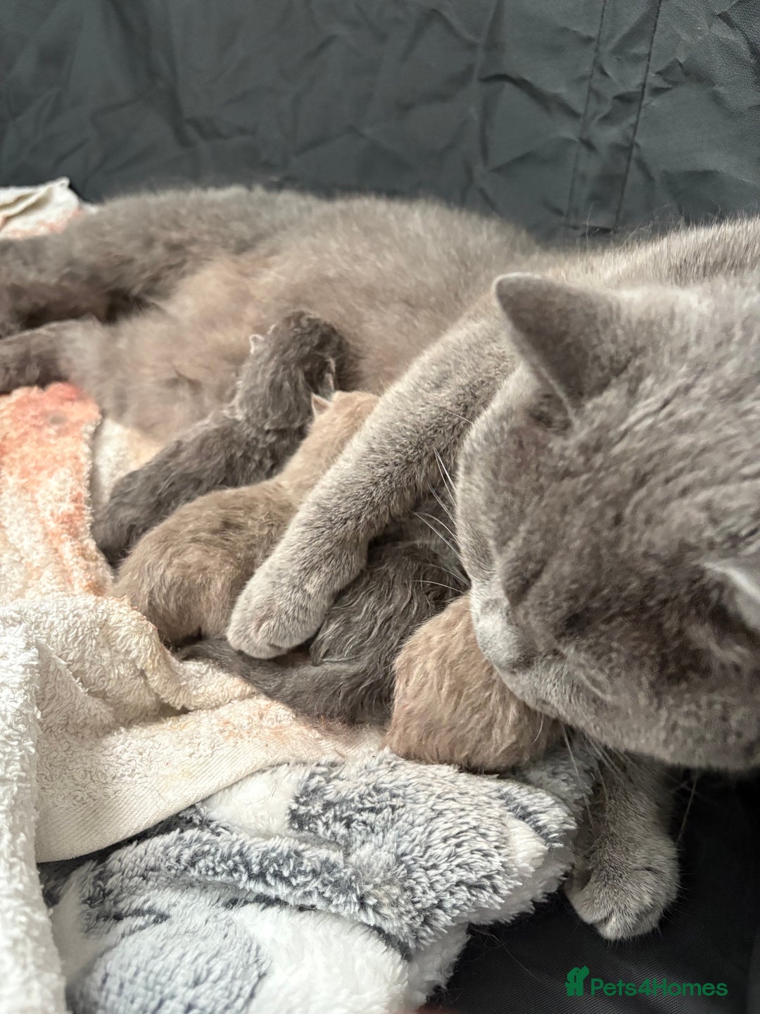 British Shorthair cats for sale: Beautiful British Shorthair Kittens  - Image 10
