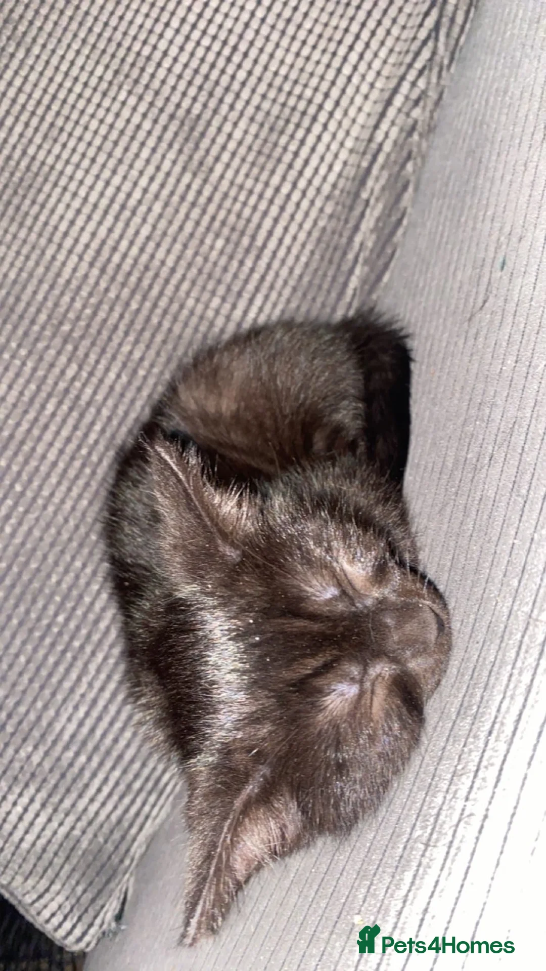 Mixed Breed cats for sale: kitten for sale - Advert 2