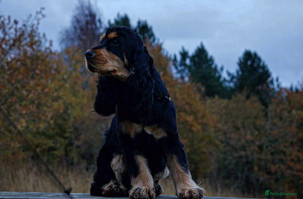 Cocker Spaniel dogs Show cocker villaspaniol line stud - Advert 6