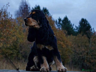 Cocker Spaniel dogs for stud: Show cocker villaspaniol line stud - Advert 1