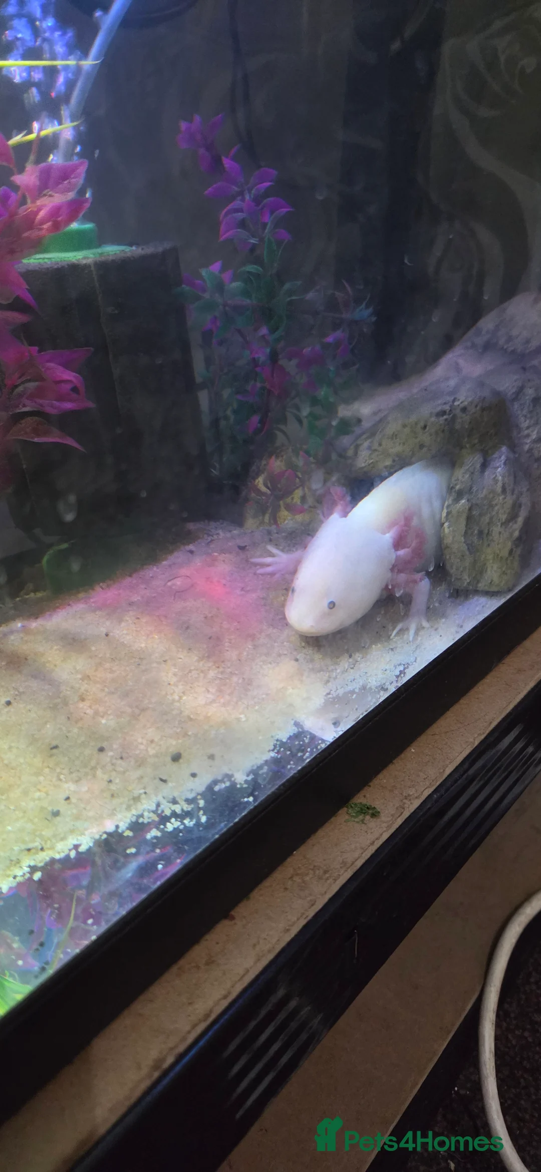 Axolotl reptiles for sale: Breeding pair pink Lucy axolotl  - Advert 3