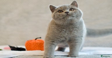 British Shorthair cats - Advert 14
