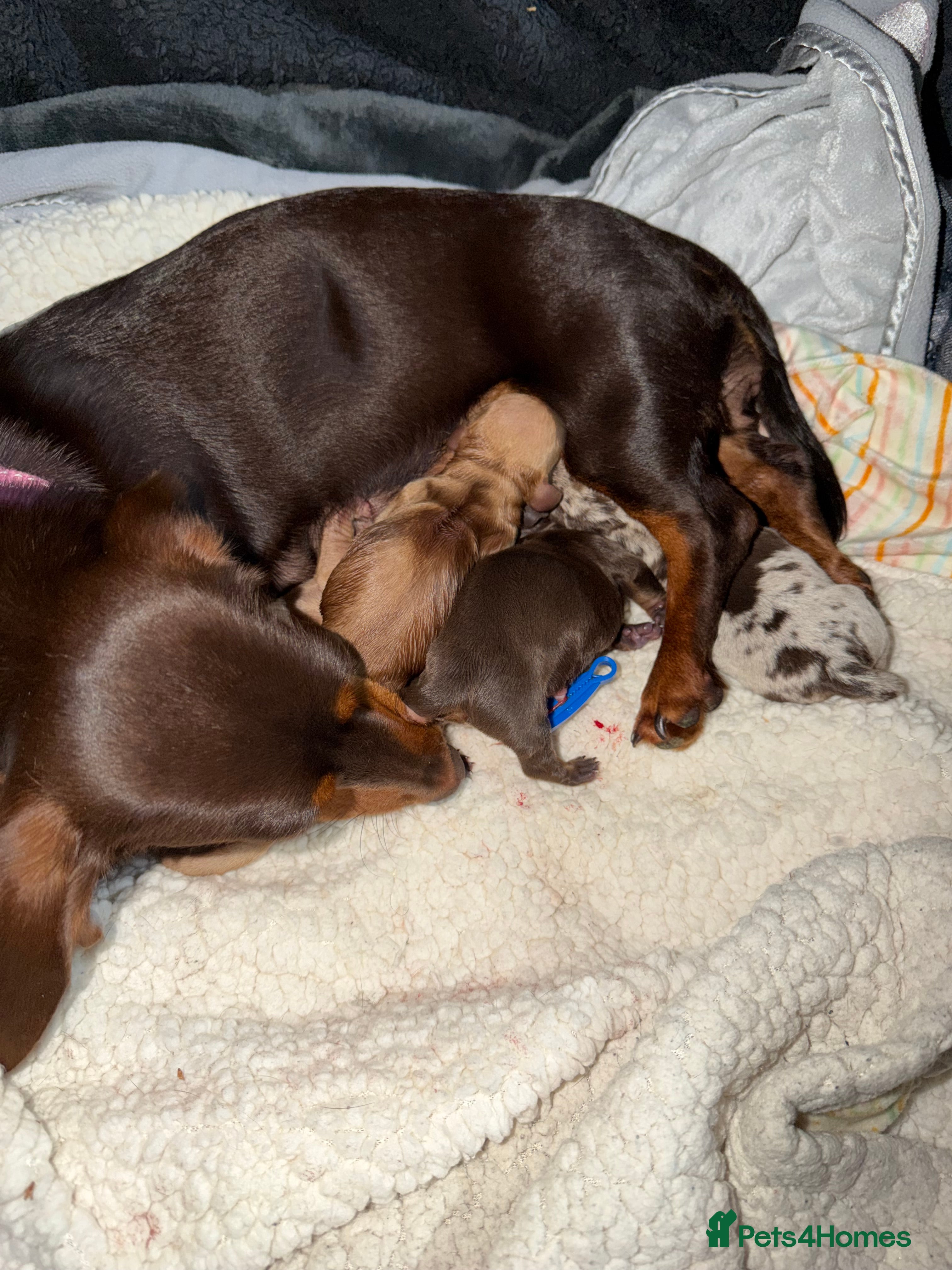 Miniature Dachshund dogs  Beautiful Dachshund Puppies – Ready 14th June 🐾 - Advert 1