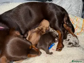 Miniature Dachshund dogs Beautiful Dachshund Puppies – Ready 14th June 🐾 - Advert 1