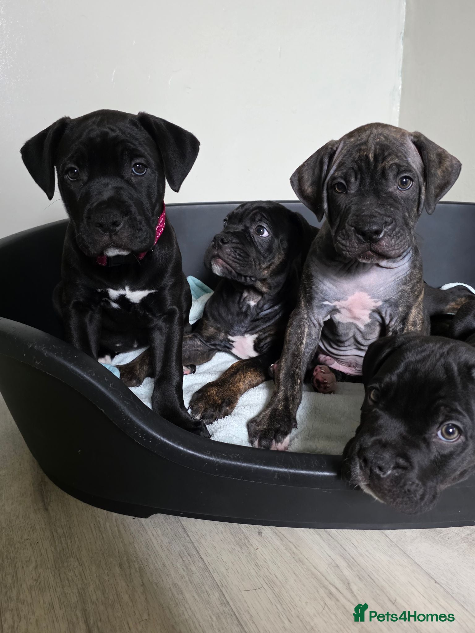 Mixed Breed dogs Cane corso cross American bulldog  - Advert 2