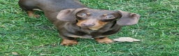 Miniature Dachshund dogs for sale: Female miniature dachshund  - Advert 1