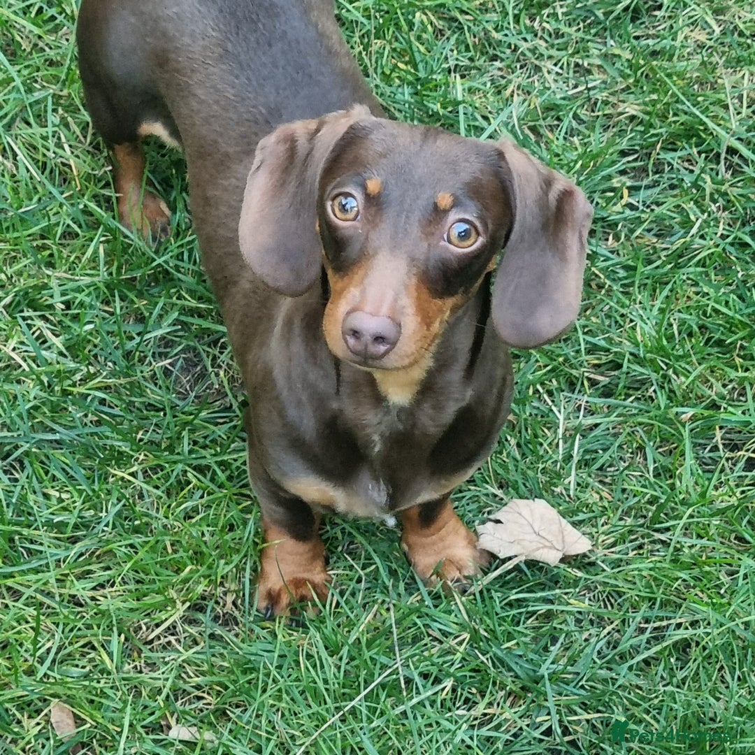 Miniature Dachshund dogs for sale: Female miniature dachshund  - Advert 1
