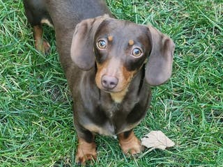 Miniature Dachshund dogs Female miniature dachshund - Advert 16