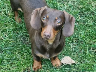 Miniature Dachshund dogs Female miniature dachshund - Advert 17