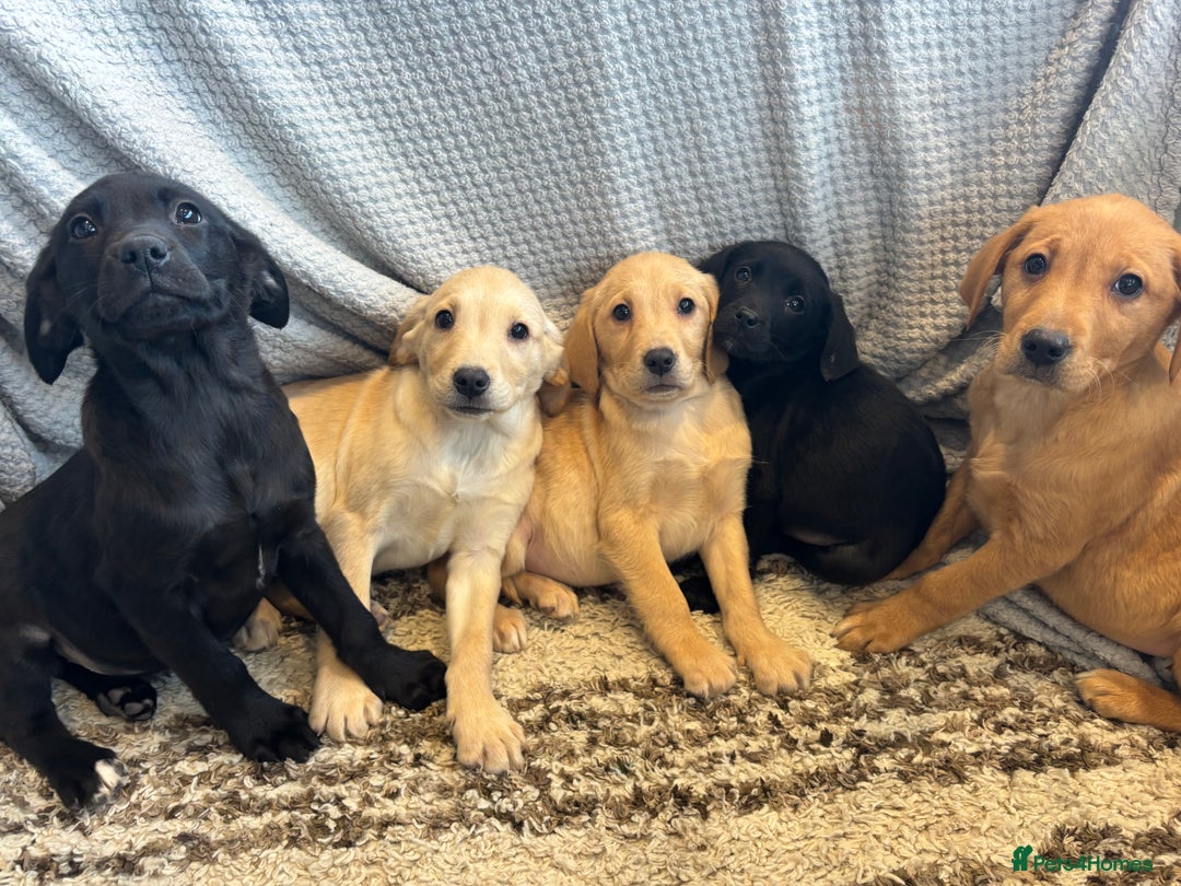 Labrador Retriever dogs for sale: Mixed Litter of Labrador Retriever Puppies - Advert 3