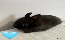 Netherland Dwarf rabbits for sale: 2 x Netherland Dwarf Bunnies 🐰 - Image 3