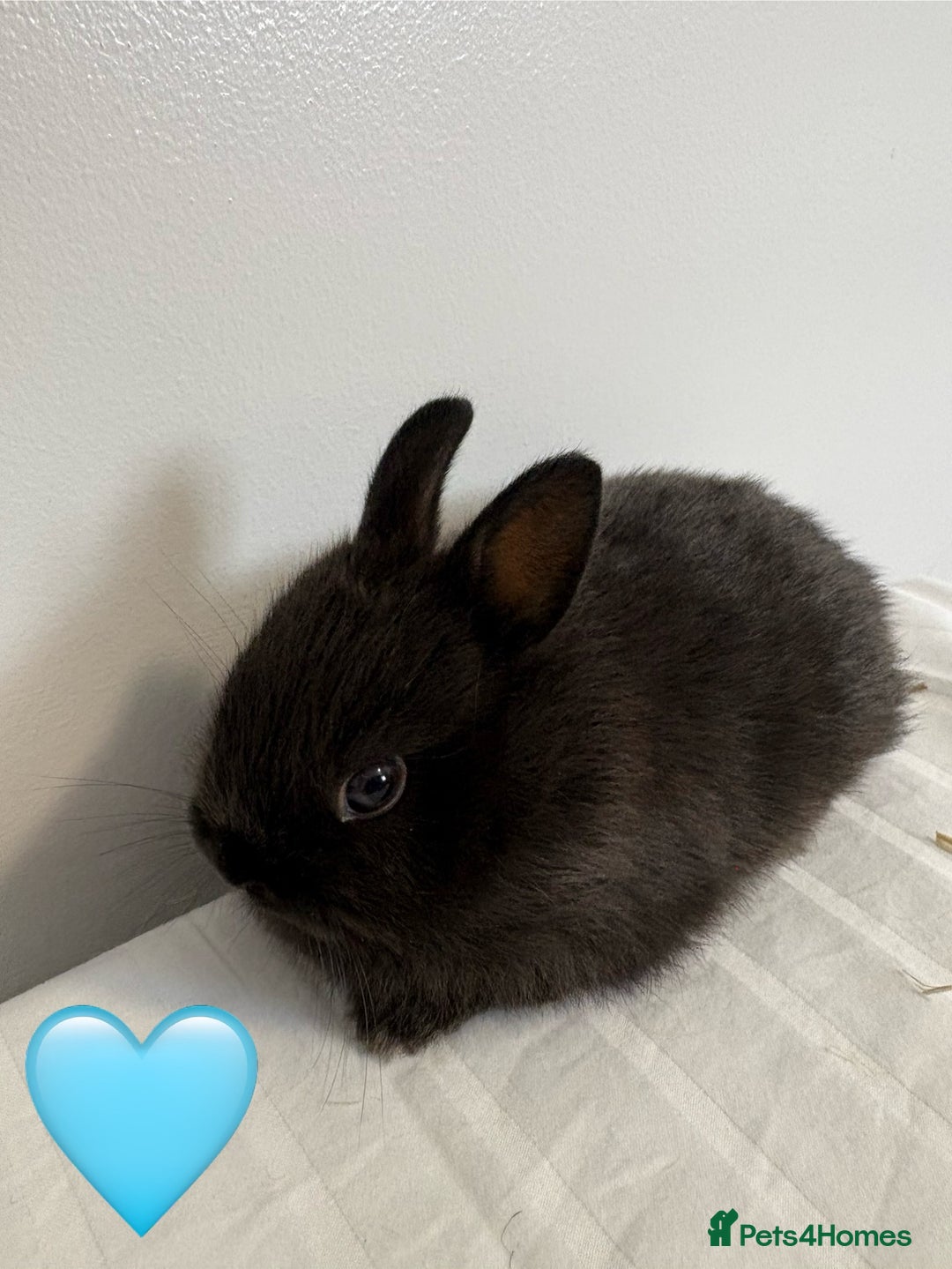 Netherland Dwarf rabbits for sale: 2 x Netherland Dwarf Bunnies 🐰 - Image 3