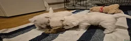 West Highland Terrier dogs for sale: 3 gorgeous Westie boys - "Ron, Fred & George" - Advert 5