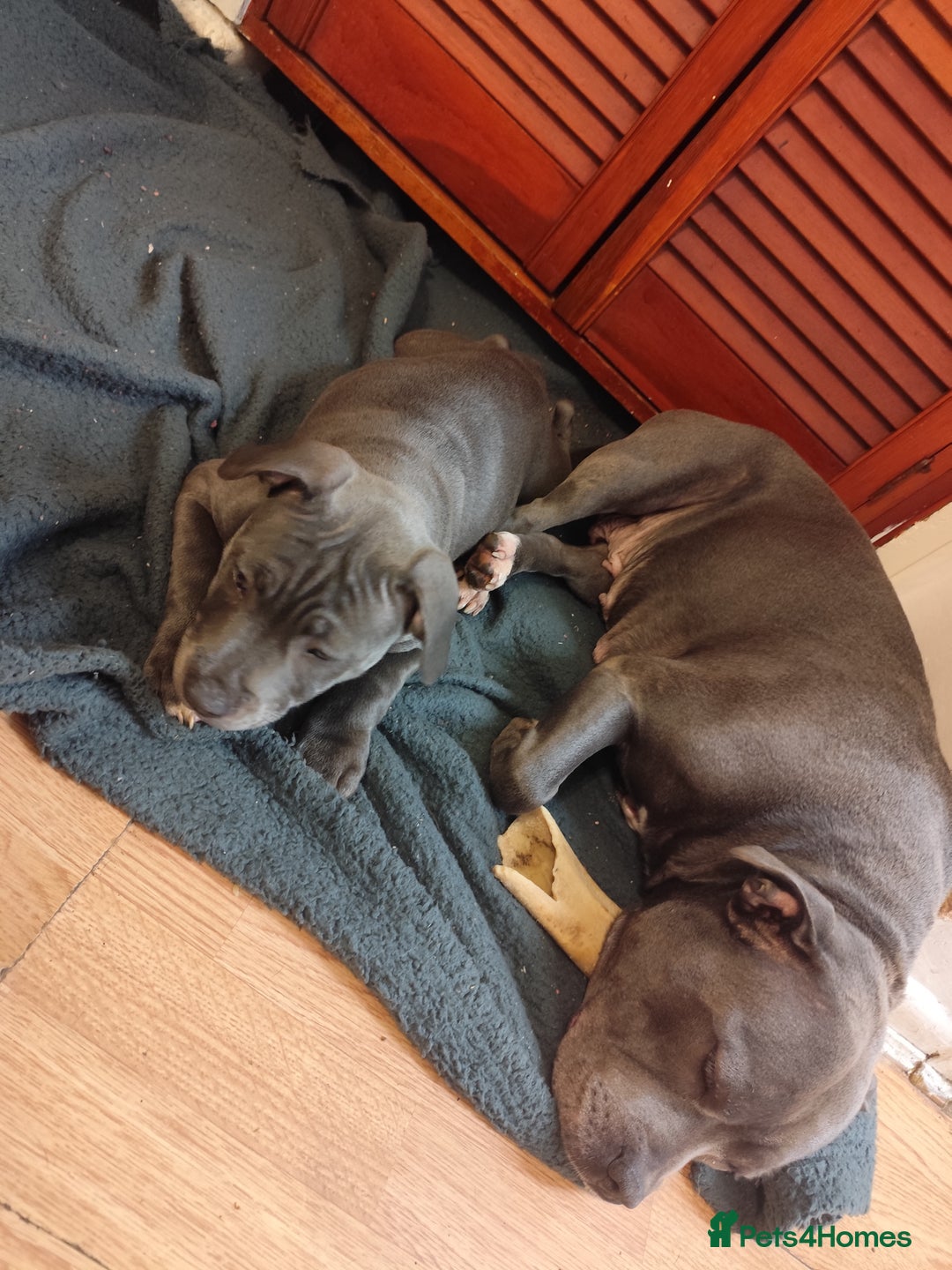 Staffordshire Bull Terrier dogs for sale: SOLD PUPPYS Blue Staffordshire Bull Terrier - Advert 9