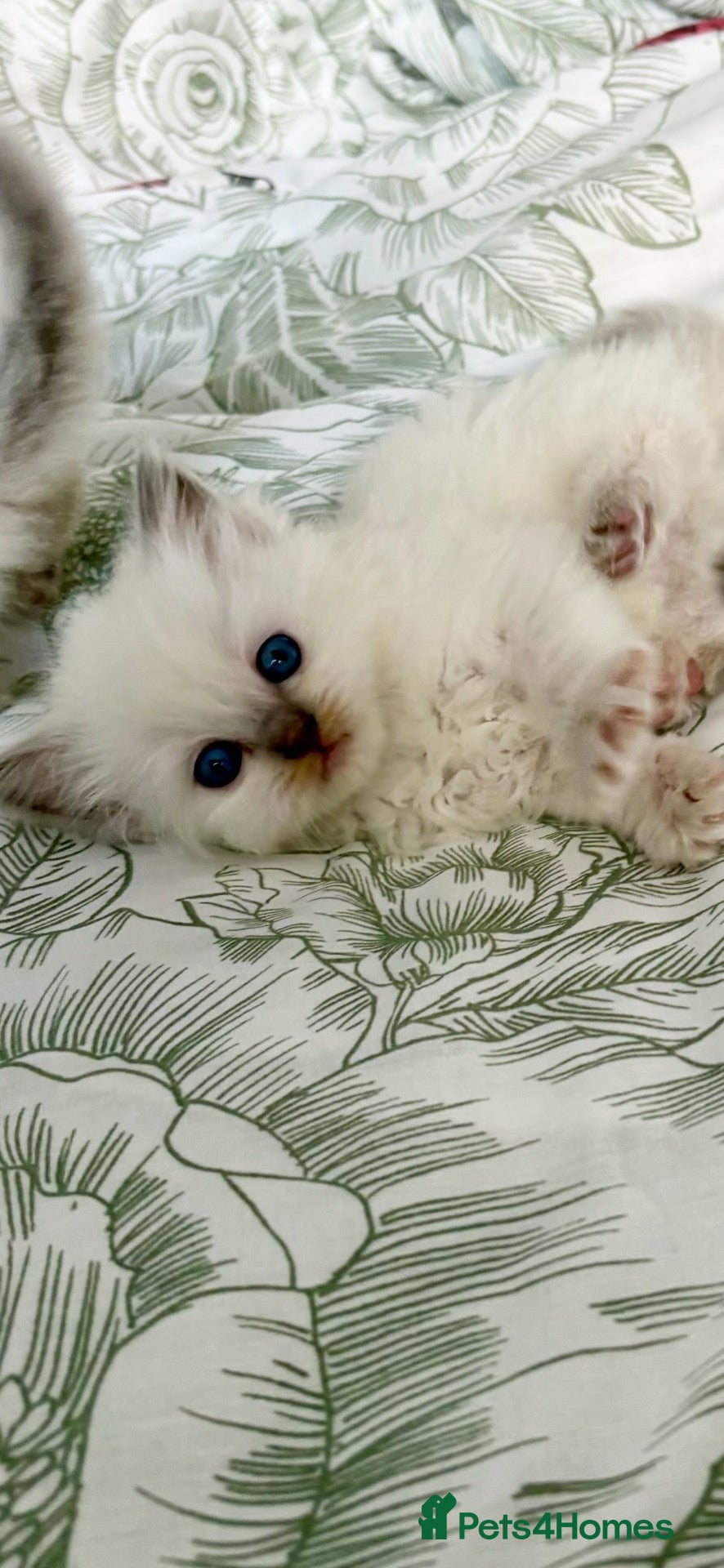 Ragdoll cats 🌸 Exceptional GCCF Babies 🌸 - Advert 8