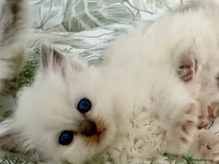 Ragdoll cats 🌸 Exceptional GCCF Babies 🌸 - Advert 8