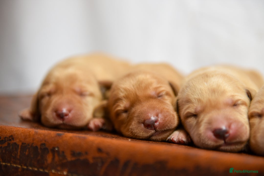 Labrador Retriever dogs for sale: Top Deep Red Quality Labrador KC Puppies - Image 7
