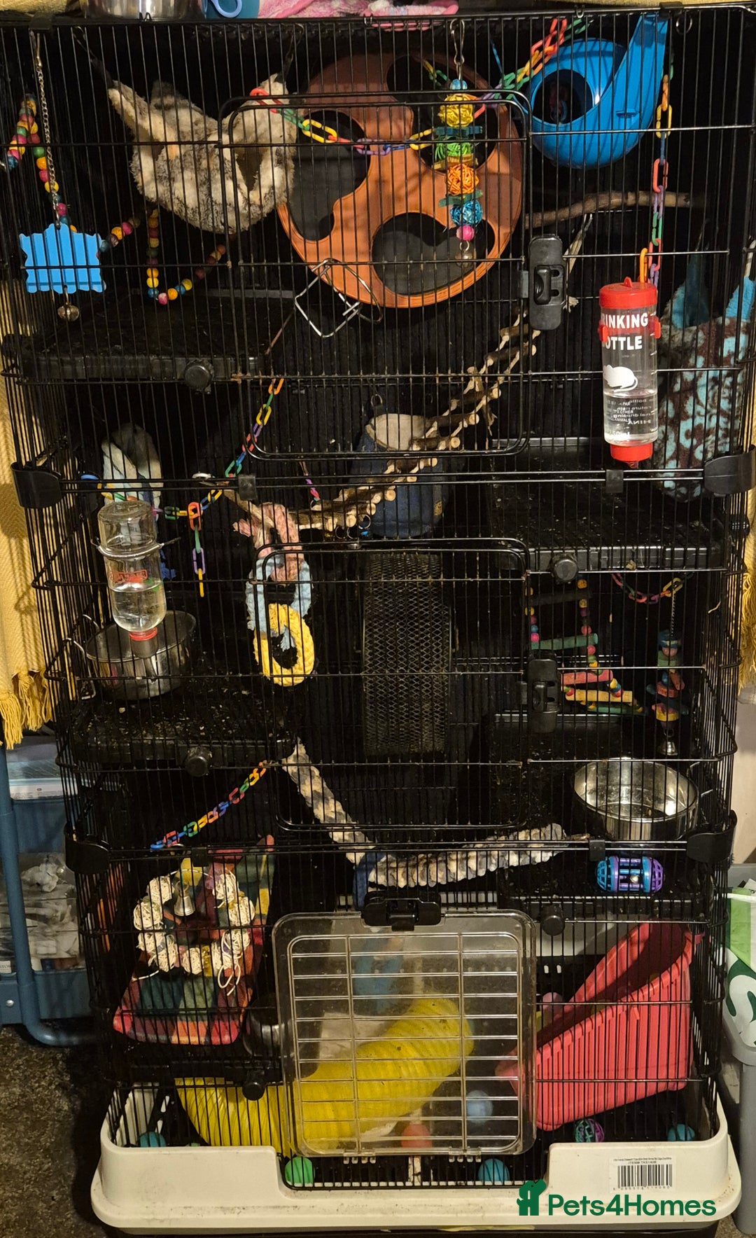 Sugar Glider rodents for sale: 2 female and 1 male with cage - Advert 1