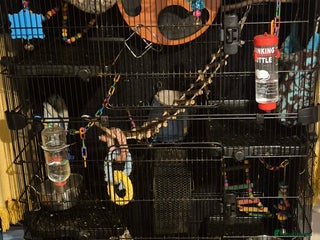 Sugar Glider rodents 2 female and 1 male with cage - Advert 1