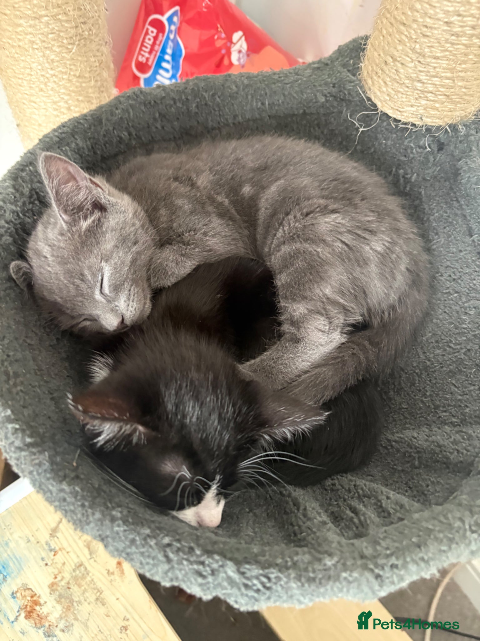 British Shorthair cats for sale: Male grey British short hair - Advert 3