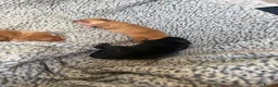Cocker Spaniel dogs for sale: Beautiful chunky cocker spaniel pups - Advert 5