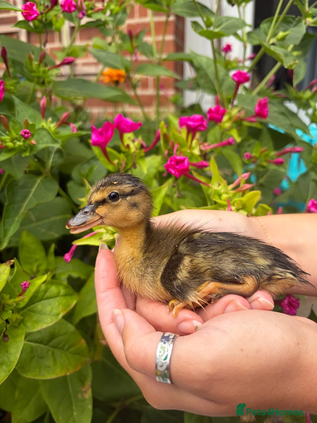 Ducks poultry for sale: Runner Duck ducklings in Ipswich - Advert 2