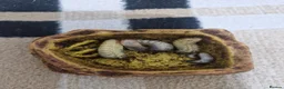 Beetles invertebrates for sale: Sun beetle grubs - Advert 2