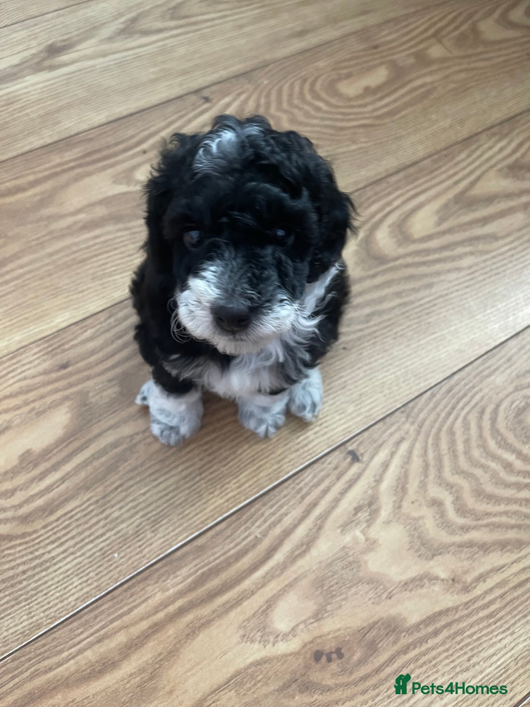 Cockapoo dogs for sale: F1b Toy Cockapoos  - Image 2