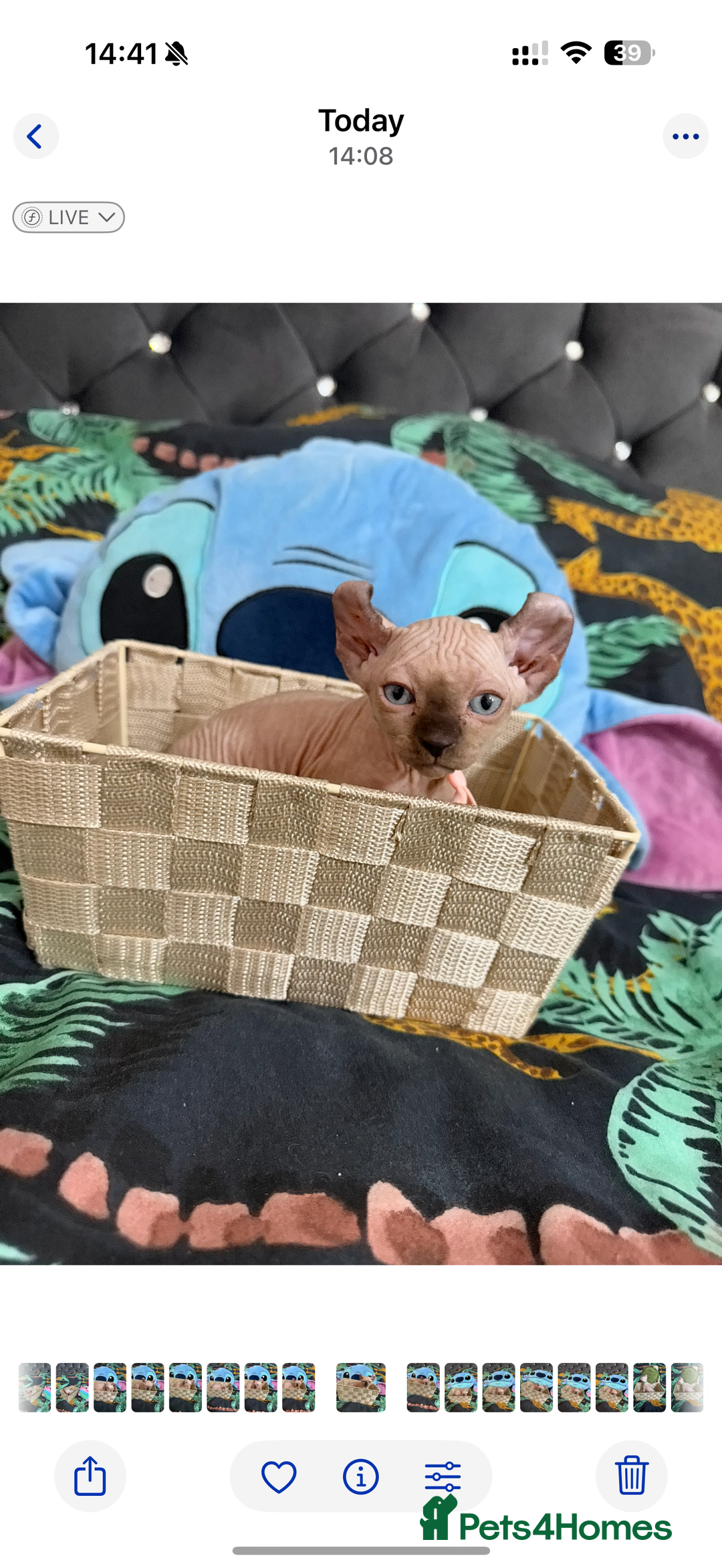Sphynx cats for sale: Bald, bold elf blue eyes kittens  - Image 30