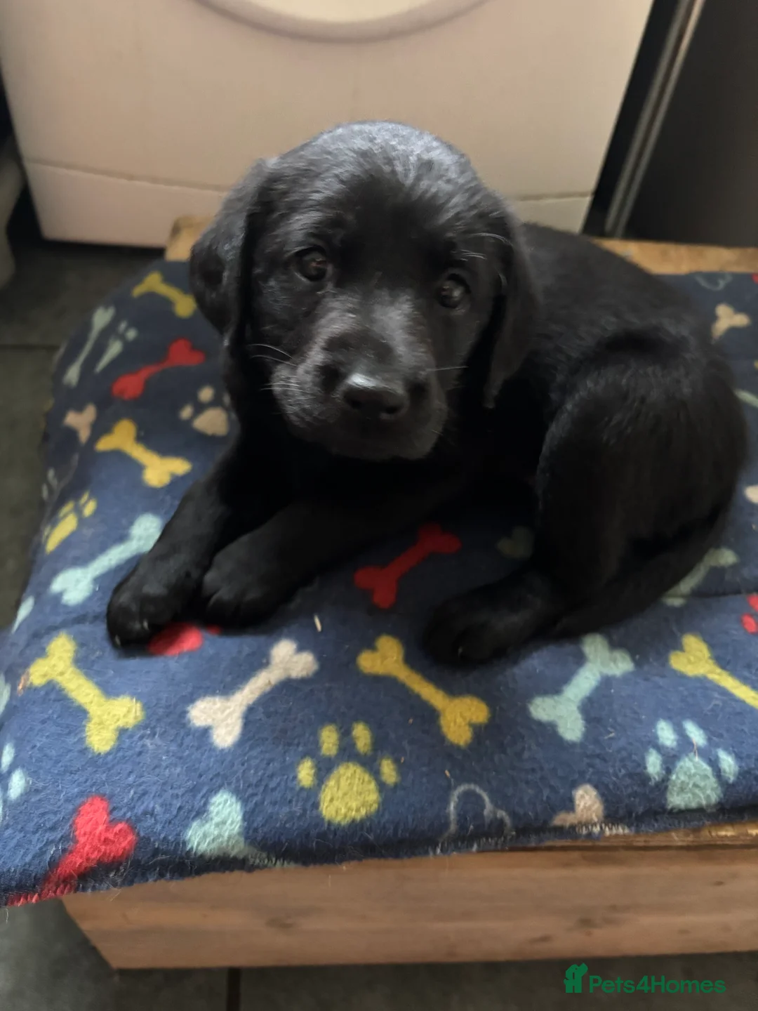 Labrador Retriever dogs for sale: 3 Labrador puppies - Advert 6