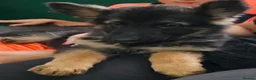 German Shepherd dogs for sale: A Healthy Litter Of 7 German Shepherds - Advert 10