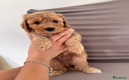 Cockapoo dogs for sale: Adorable Pappy Bread Cockapoo Puppies F2 - Image 32