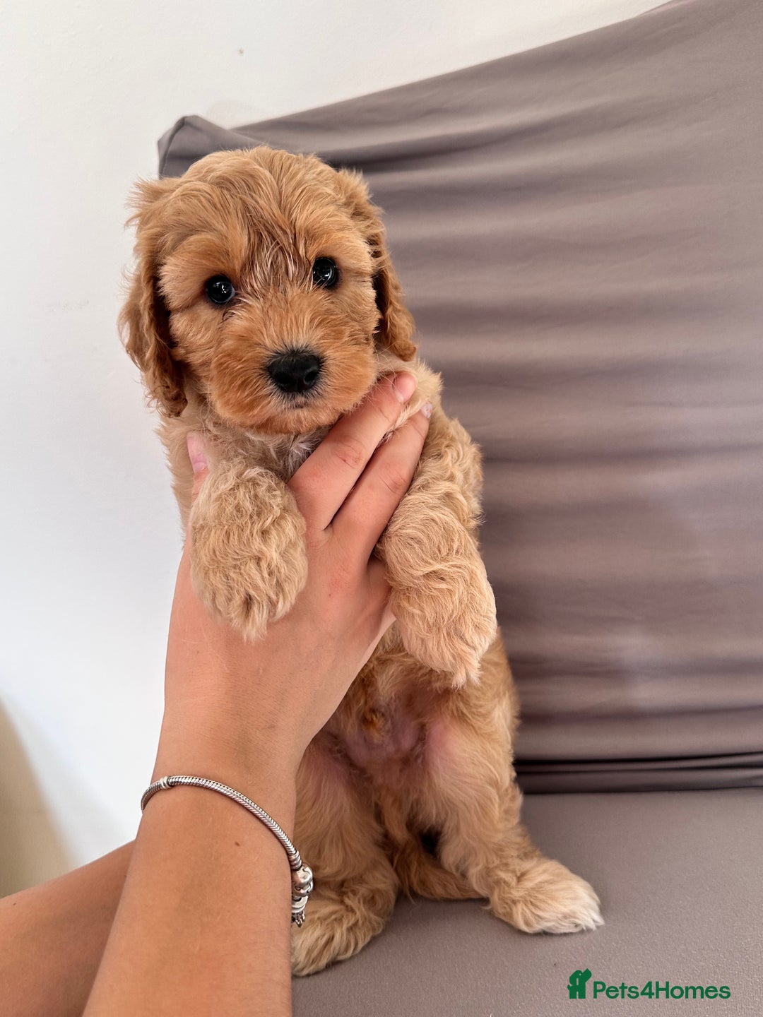 Cockapoo dogs for sale: Adorable Pappy Bread Cockapoo Puppies F2 - Image 32
