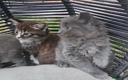 Persian cats for sale: Very beatifull perian kittens - Image 2