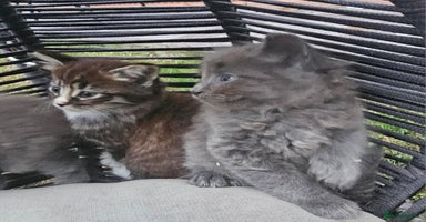Persian cats - Advert 10
