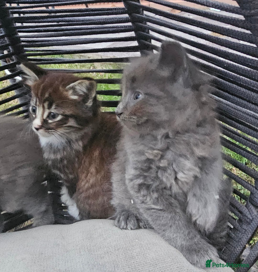 Persian cats for sale: Very beatifull perian kittens - Image 2