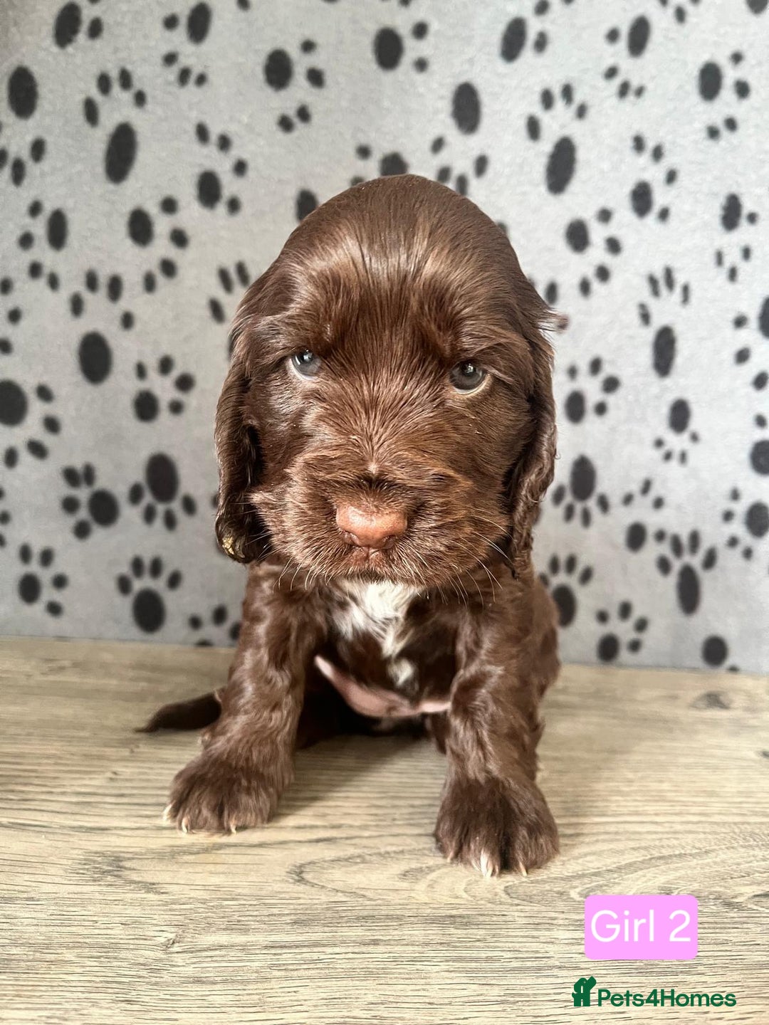Cocker Spaniel dogs for sale: Beautiful KC Registered Cocker Spaniel Puppies  - Advert 9