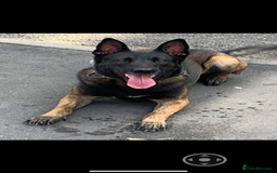 Belgian Shepherd Dog dogs for sale: Belgian Malinois Puppies - Image 12