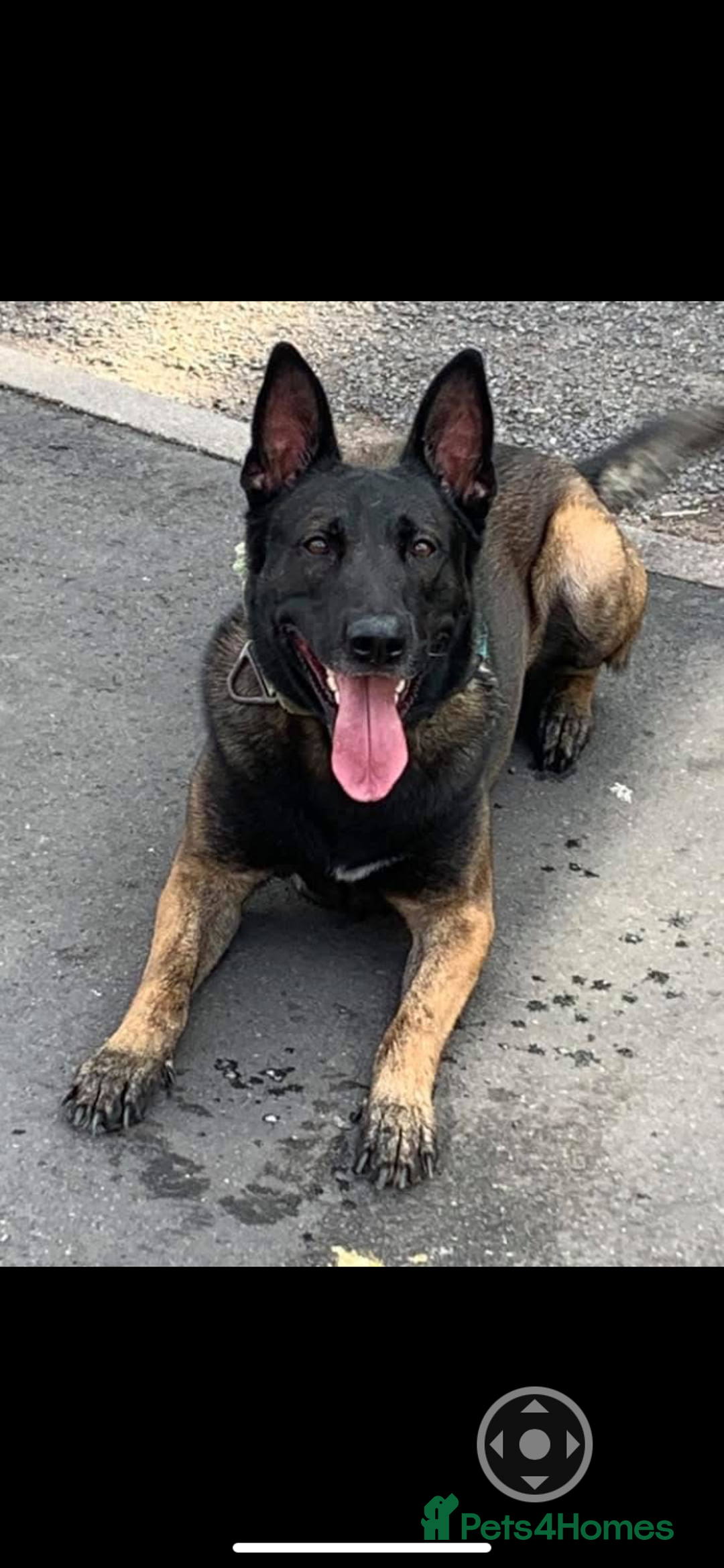 Belgian Shepherd Dog dogs for sale: Belgian Malinois Puppies - Image 12