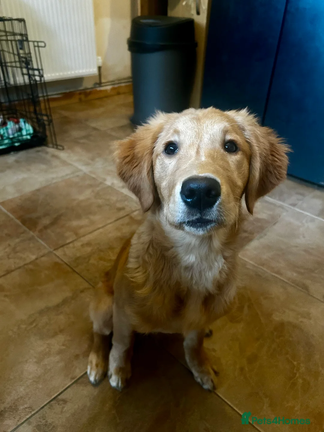 Golden Retriever dogs for sale: Trained Golden Retriever for sale  - Advert 5