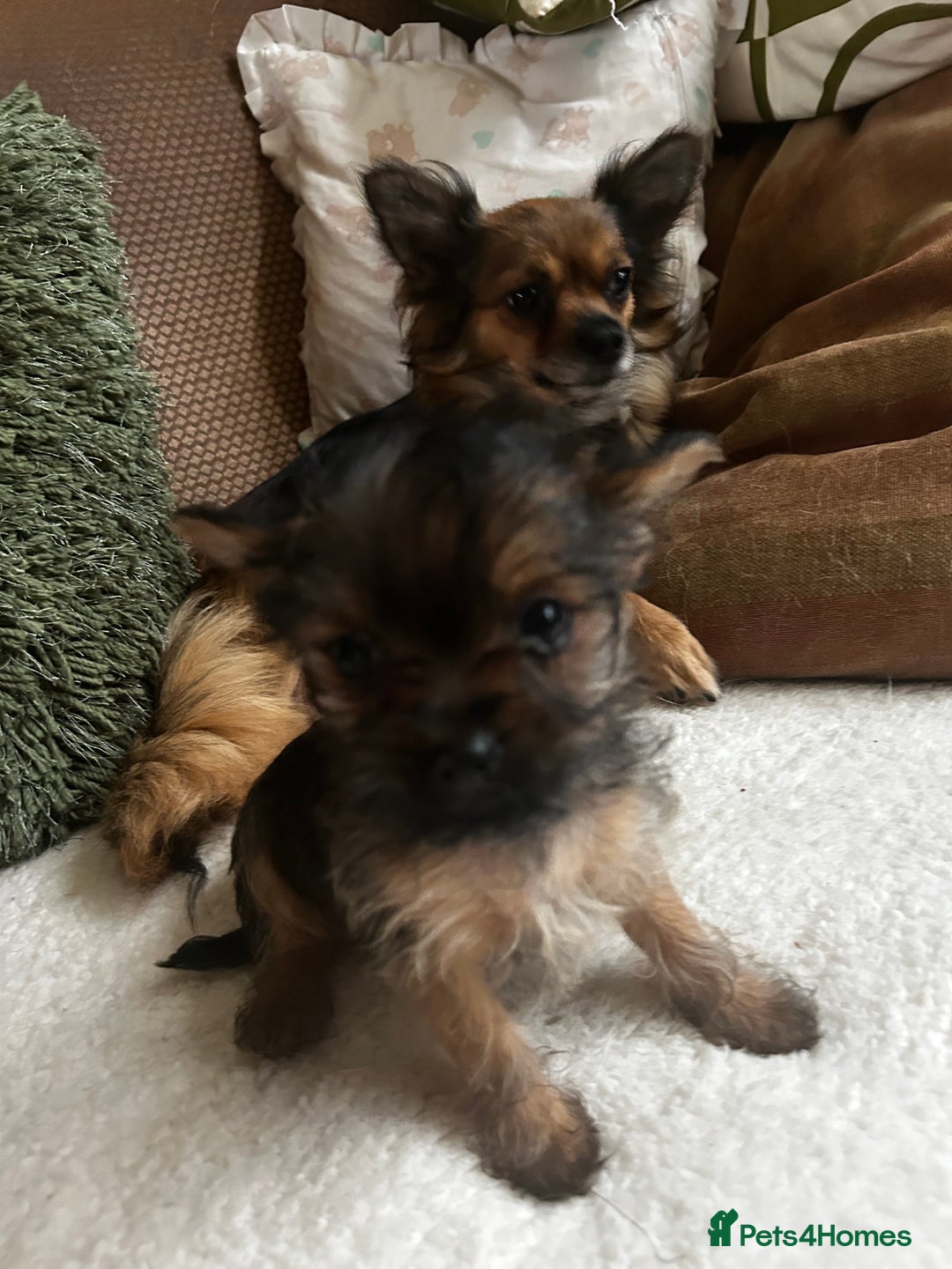 Chorkie dogs for sale: 9 weeks old puppies Yorkshire terrier chihuahuas - Image 15