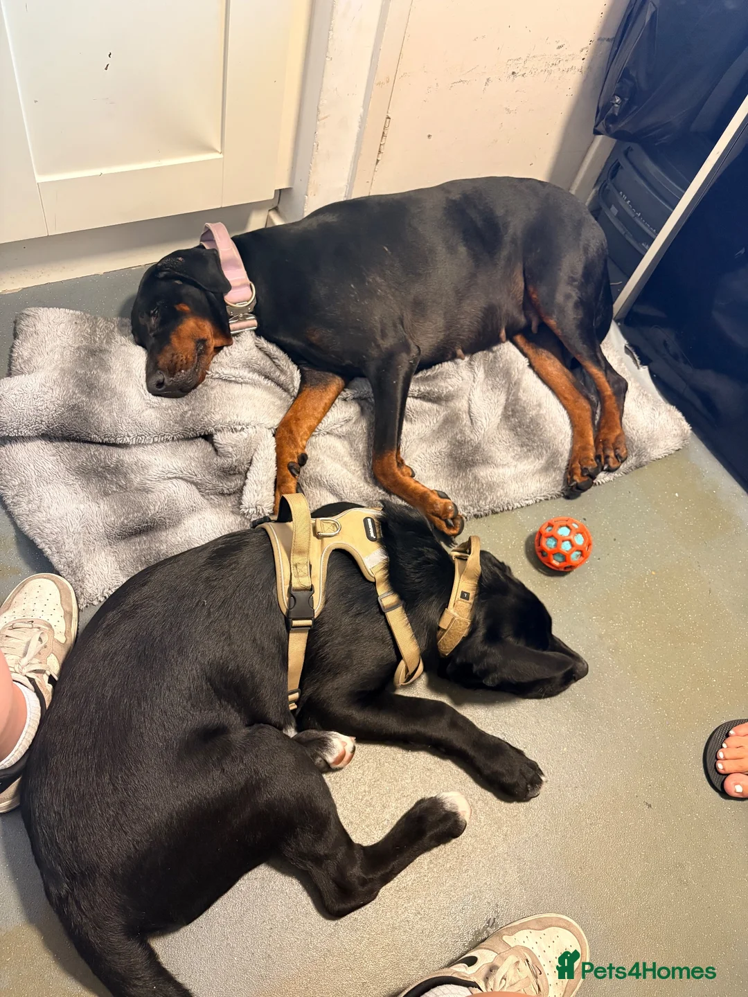 Mixed Breed dogs for sale: Cross breed puppy in Brighton - Advert 2