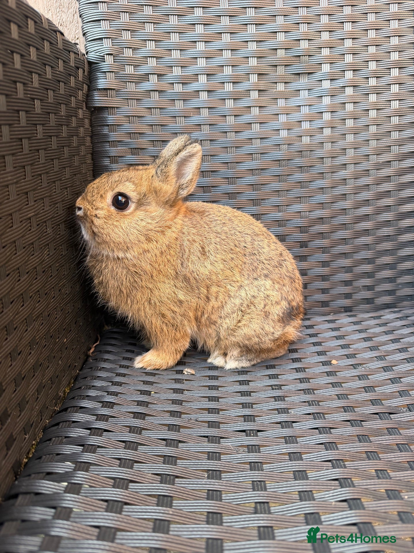 Netherland Dwarf rabbits Neverland dawalf doe  - Advert 1