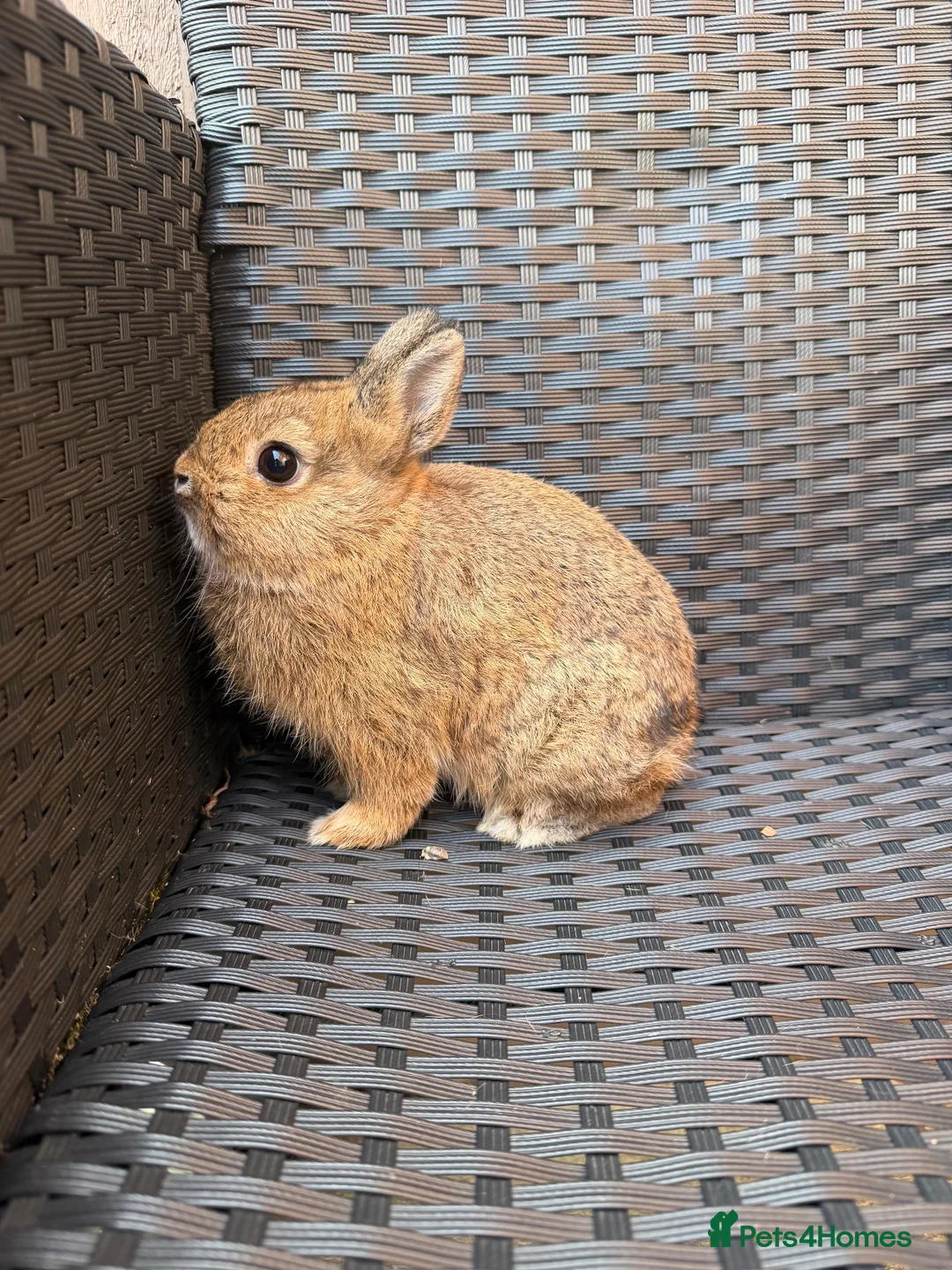 Netherland Dwarf rabbits for sale: Neverland dawalf doe  - Advert 1