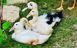 Ducks poultry for sale: Indian Runner Ducks - READY NOW 😊 - Image 10