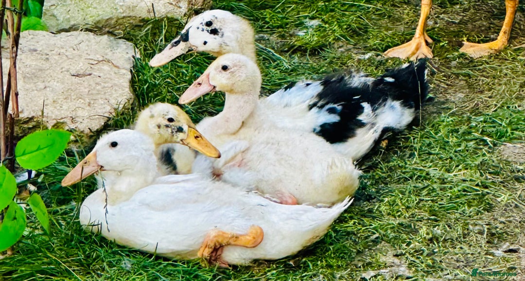 Ducks poultry for sale: Indian Runner Ducks - READY NOW 😊 - Image 10