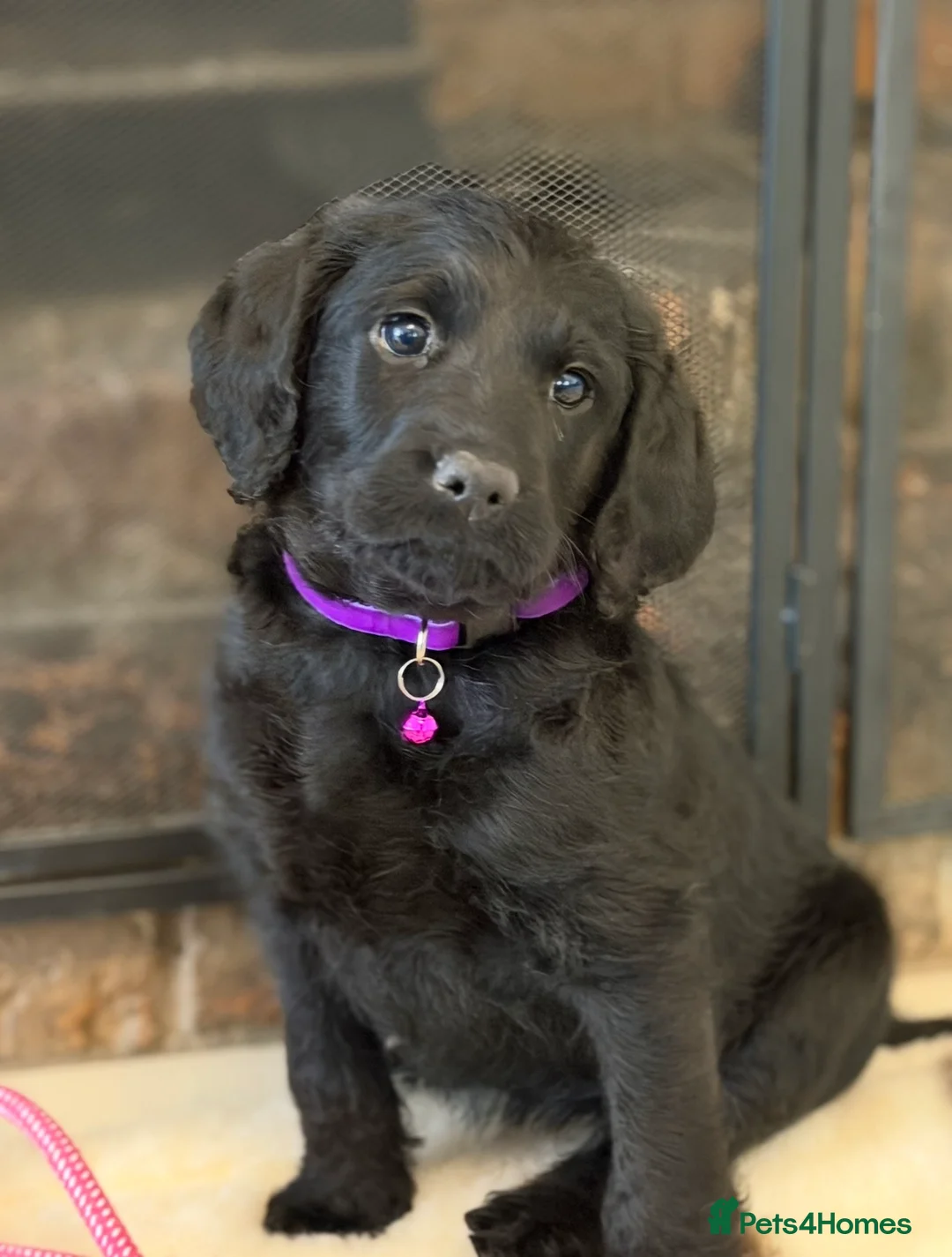 Labradoodle dogs for sale: Stunning F1 Standard Labradoodles puppies - Advert 2