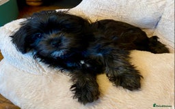 Maltipoo dogs for sale: Ready Now-Stunning Maltipoo Puppies⭐️DNA Tested ⭐️ - Image 3